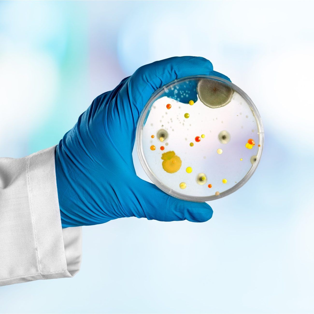 Professional mold inspection and remediation service in Kissimmee, FL