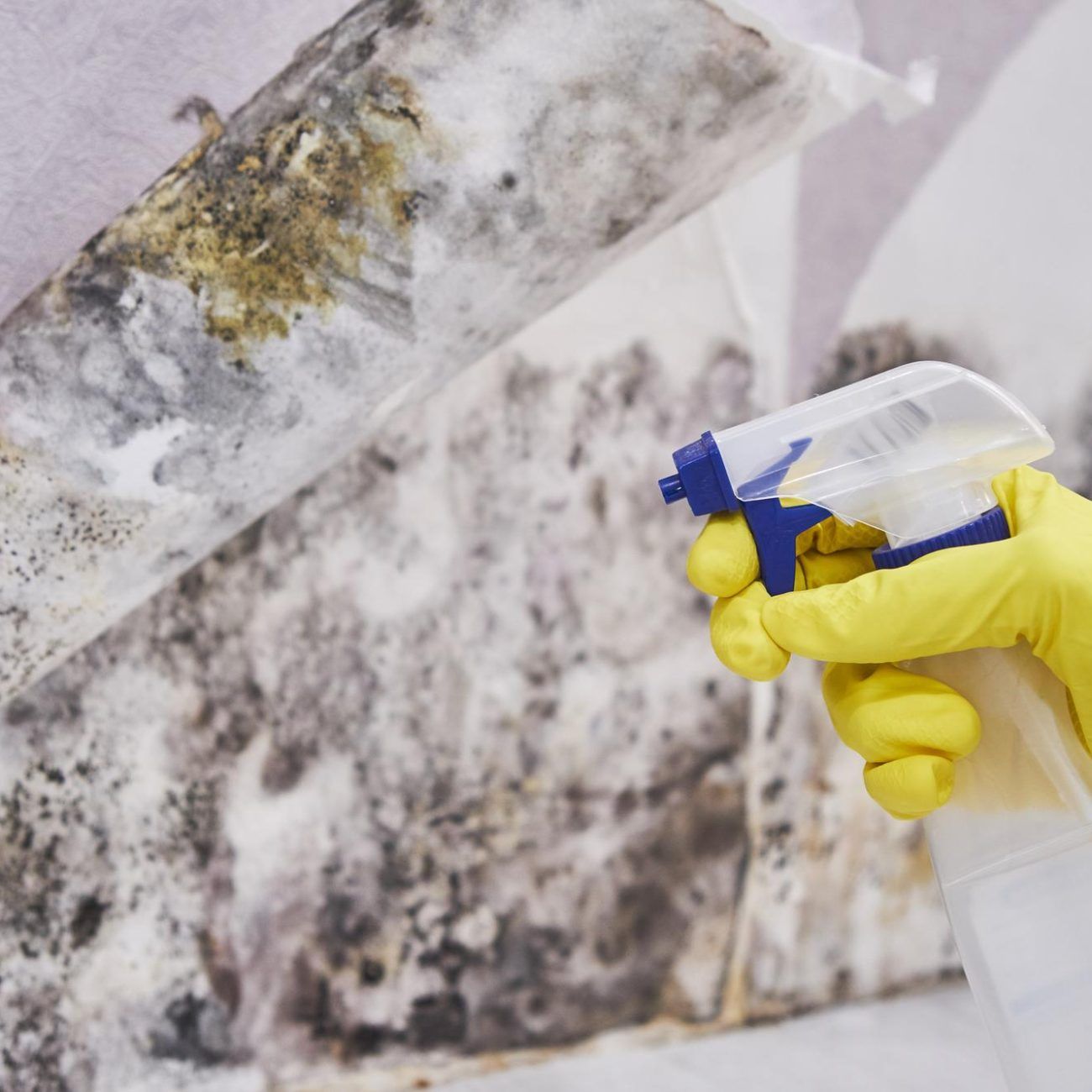 Professional mold inspection and remediation service in Kissimmee, FL
