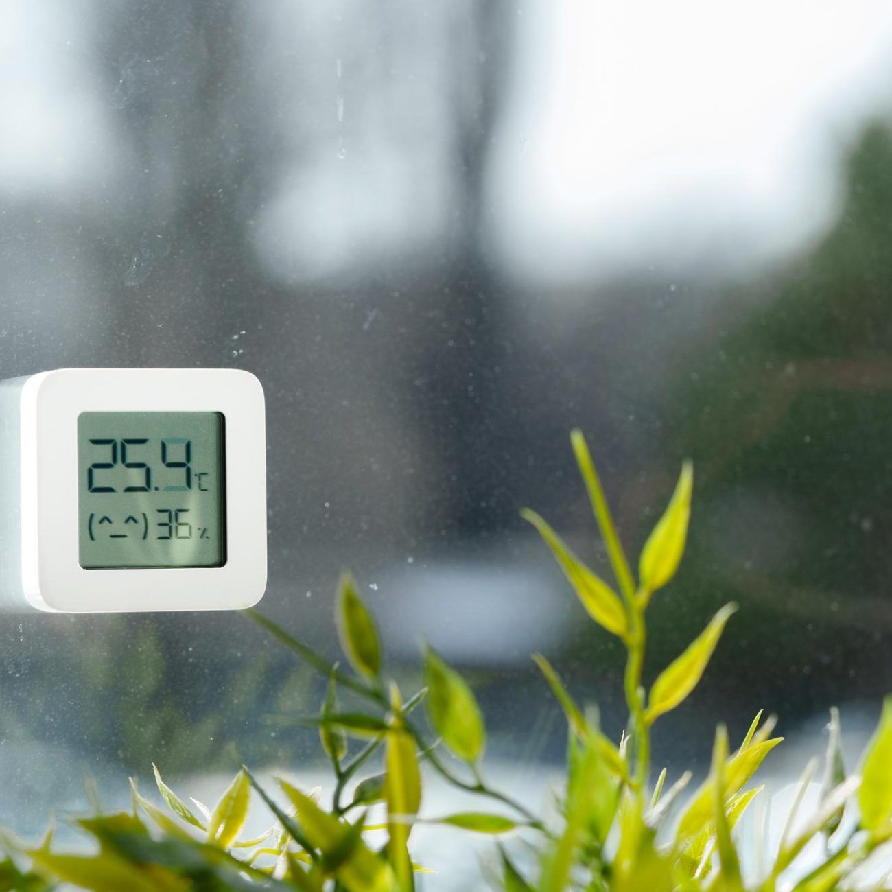 Professional mold inspection and remediation service in Kissimmee, FL