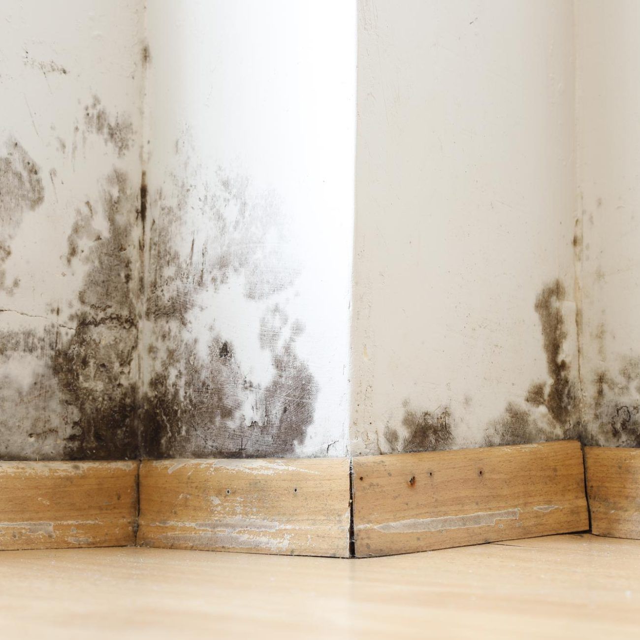 Professional mold inspection and remediation service in Kissimmee, FL