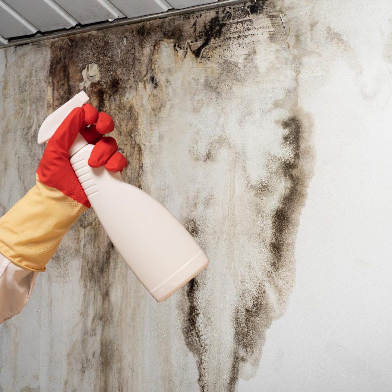 Professional mold inspection and remediation service in Kissimmee, FL