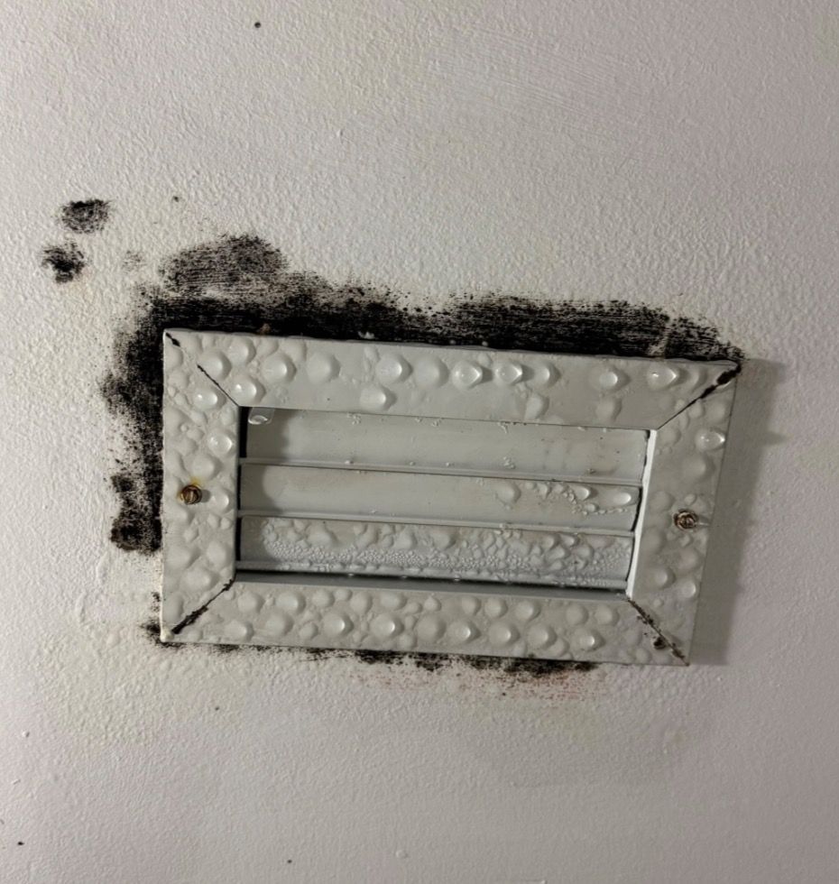 Professional mold inspection and remediation service in Kissimmee, FL