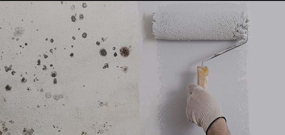 Professional mold inspection and remediation service in Kissimmee, FL