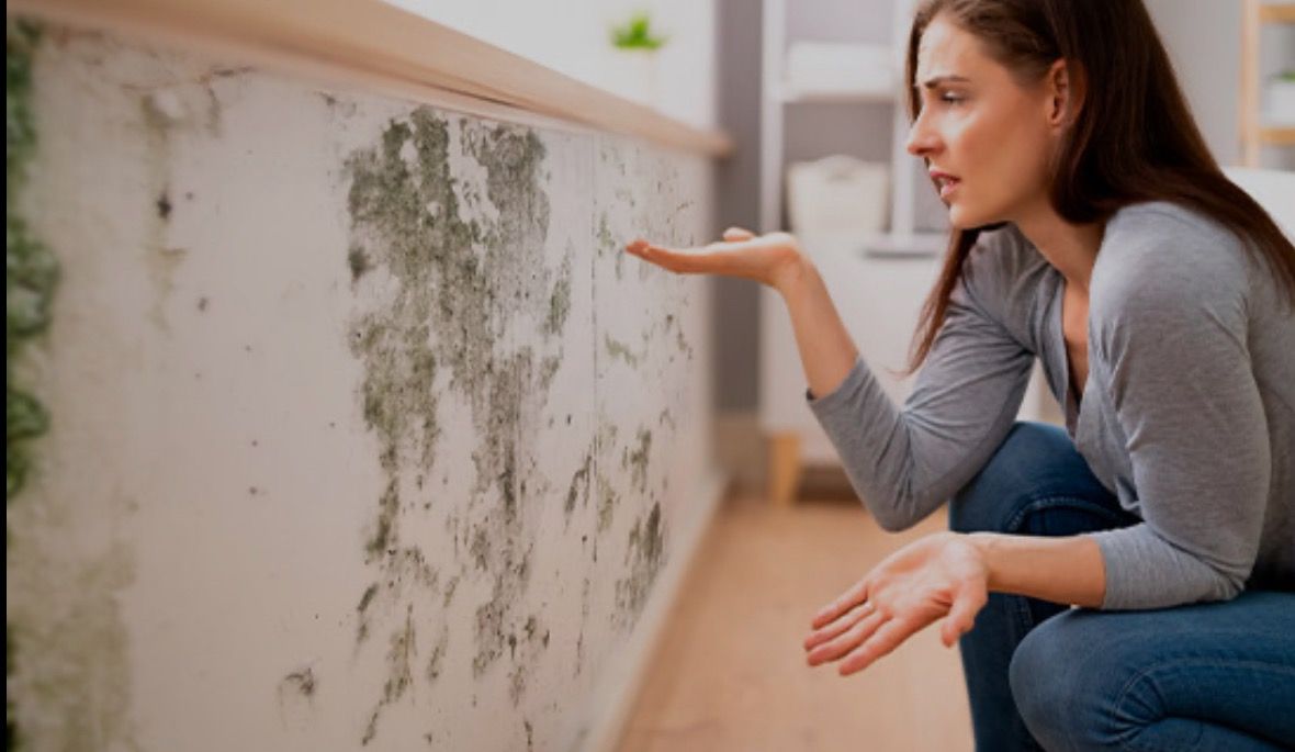 Professional mold inspection and remediation service in Kissimmee, FL
