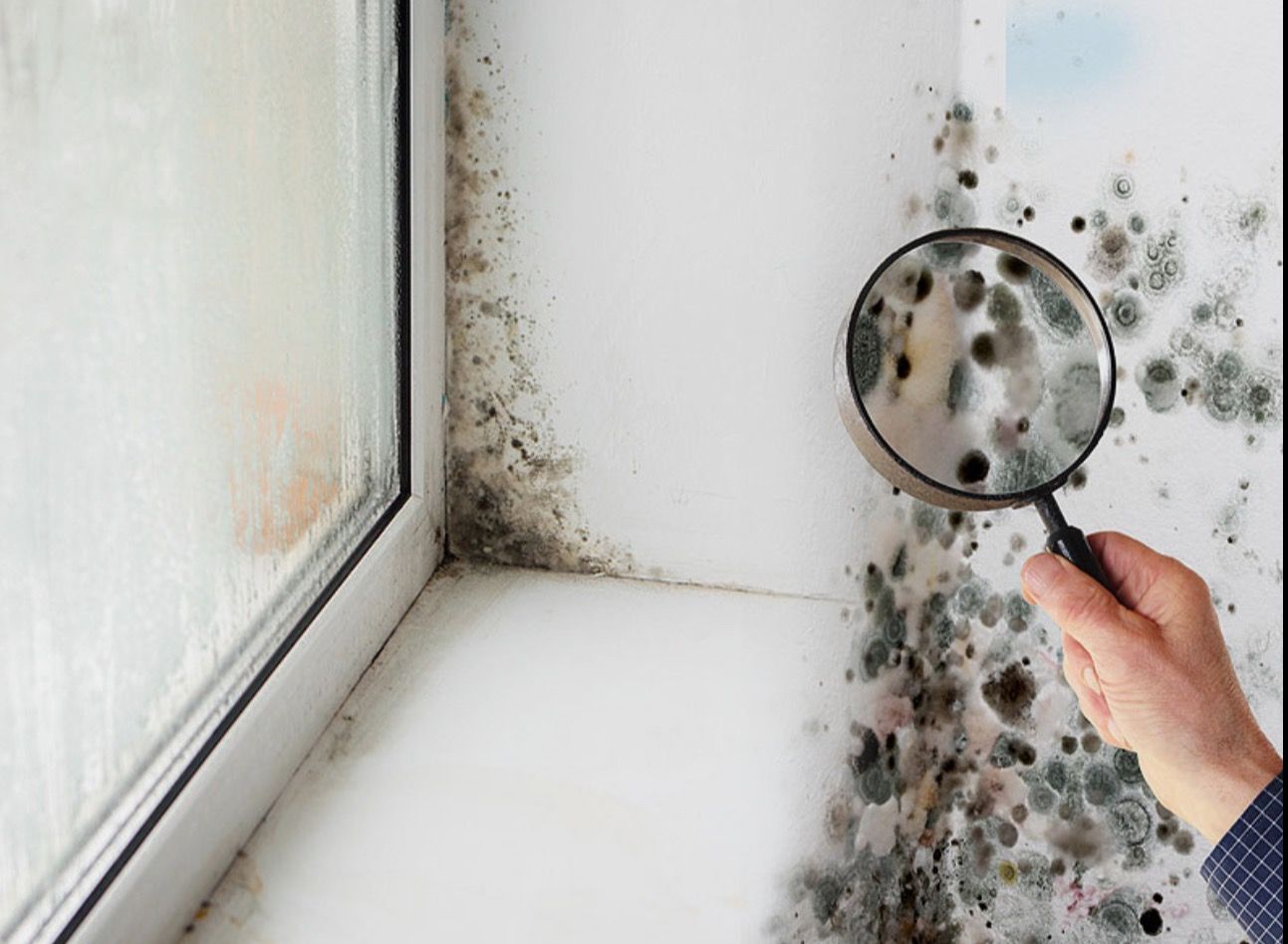 Professional mold inspection and remediation service in Kissimmee, FL