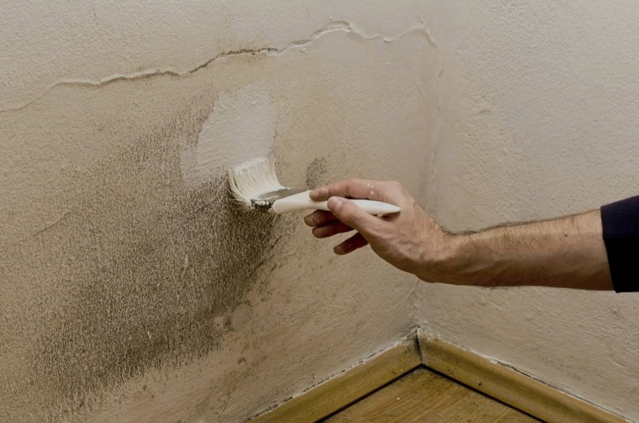 Professional mold inspection and remediation service in Kissimmee, FL