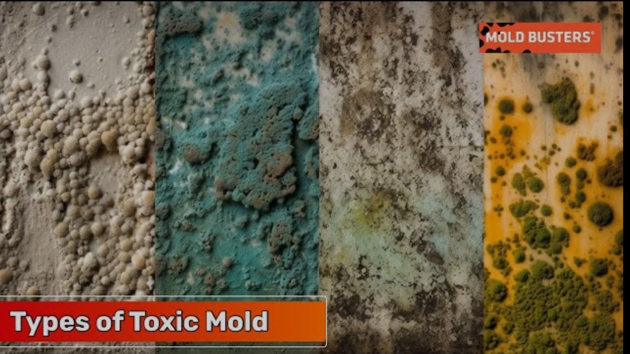 Professional mold inspection and remediation service in Kissimmee, FL