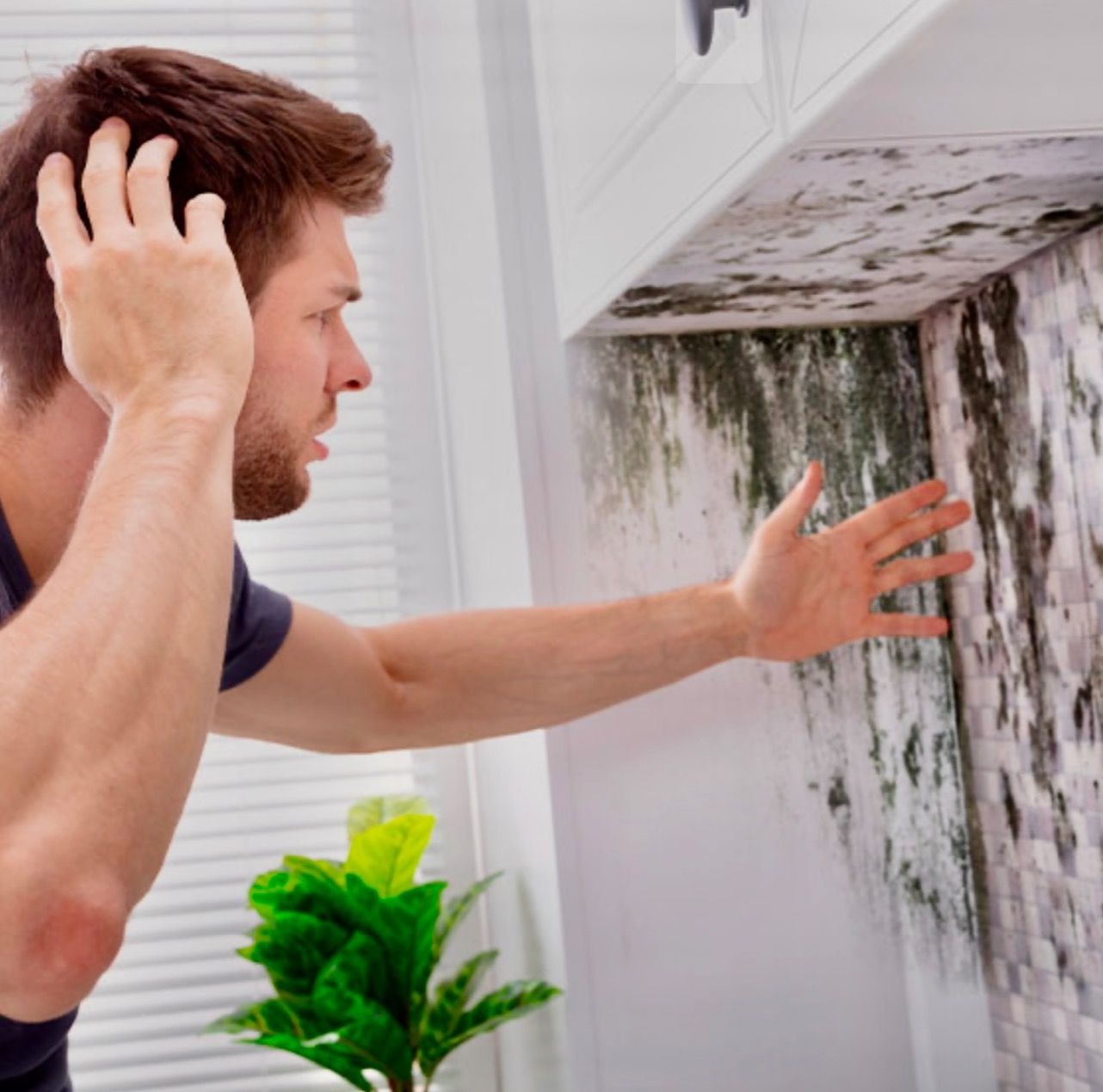 Professional mold inspection and remediation service in Kissimmee, FL