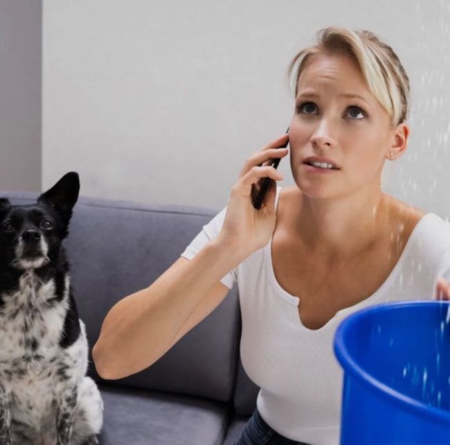 Professional mold inspection and remediation service in Kissimmee, FL