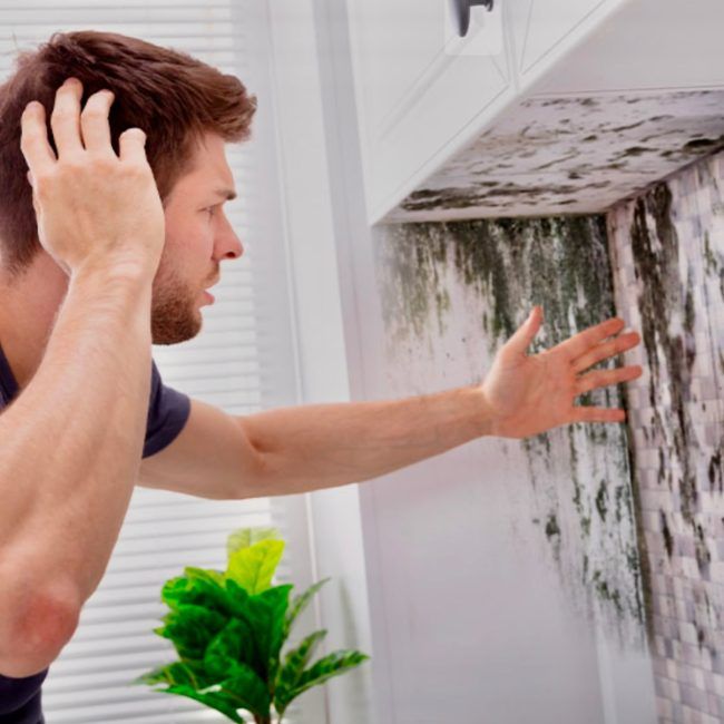 Professional mold inspection and remediation service in Kissimmee, FL