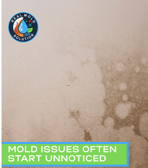Professional mold inspection and remediation service in Kissimmee, FL